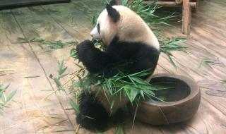 深圳野生动物园攻略