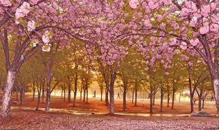 你在我心里下了一场雨 你在我心里下了一场雨